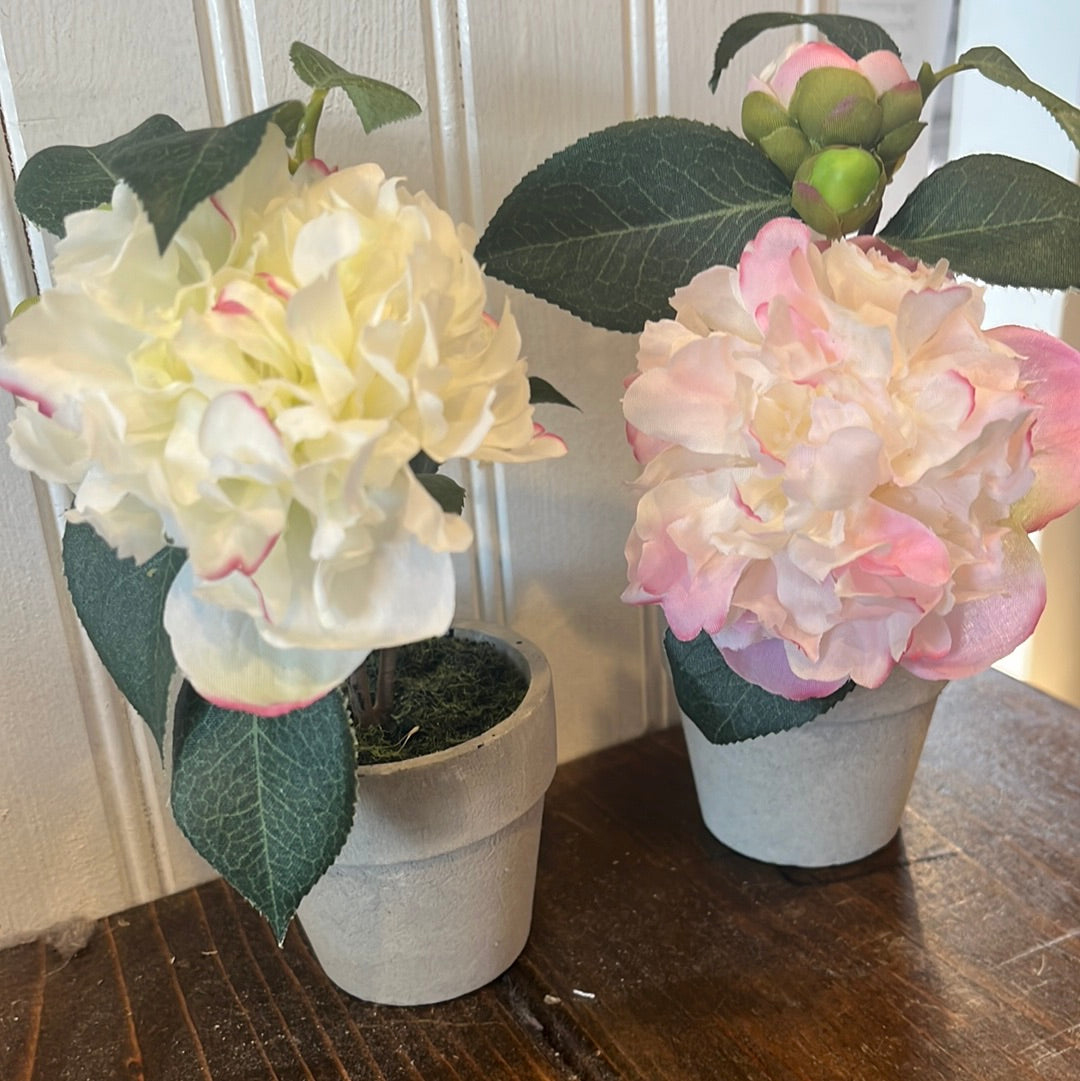 Potted Camelias