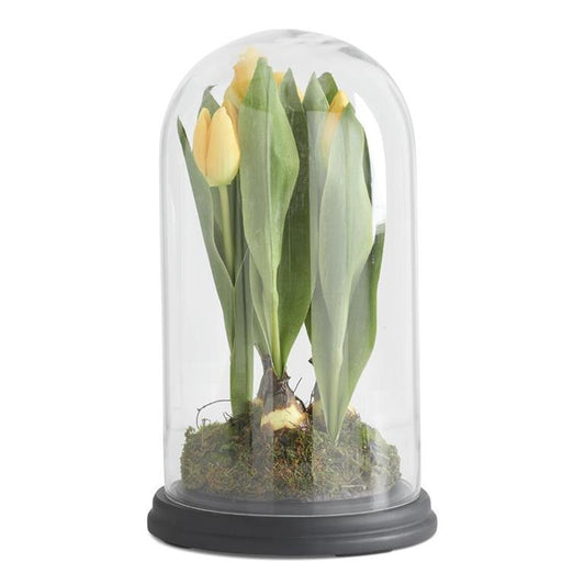 14 Inch Yellow Tulips In Glass Dome